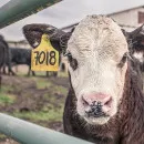 В хозяйствах Калининградской области выросло поголовье скота