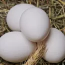 «Цыплята идут из Чехии». Почему в Калининградской области подорожают яйца