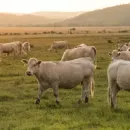 В Калининградской области объявлен большой карантин по лейкозу у коров