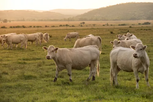 В Калининградской области объявлен большой карантин по лейкозу у коров 
