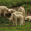 В Калининградской области отправлено на карантин стадо овец, ввезенных из Чехии
