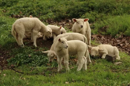 В Калининградской области отправлено на карантин стадо овец, ввезенных из Чехии  