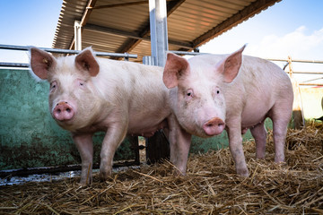 Калининградским фермерам компенсируют убой свиней из-за АЧС