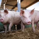 Калининградским фермерам компенсируют убой свиней из-за АЧС