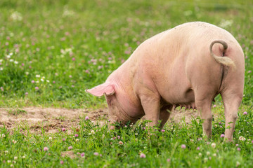 Калининградская область: власти области решили уничтожить свиней одной из компаний из-за АЧС