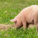 Калининградская область: власти области решили уничтожить свиней одной из компаний из-за АЧС