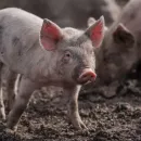 В Калининградской области убиты десятки тысяч свиней