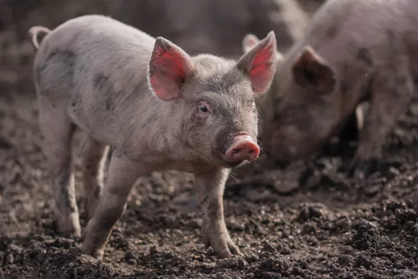 В Калининградской области убиты десятки тысяч свиней