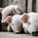 В Калининградской области выплатят более 100 млн рублей за уничтоженных свиней при АЧС