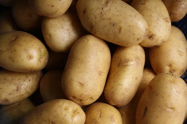 В Калининграде начали производство семенного картофеля от «Мираторга»