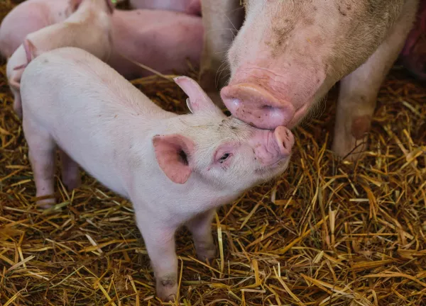 В Калининградской области отменен карантин по африканской чуме свиней 